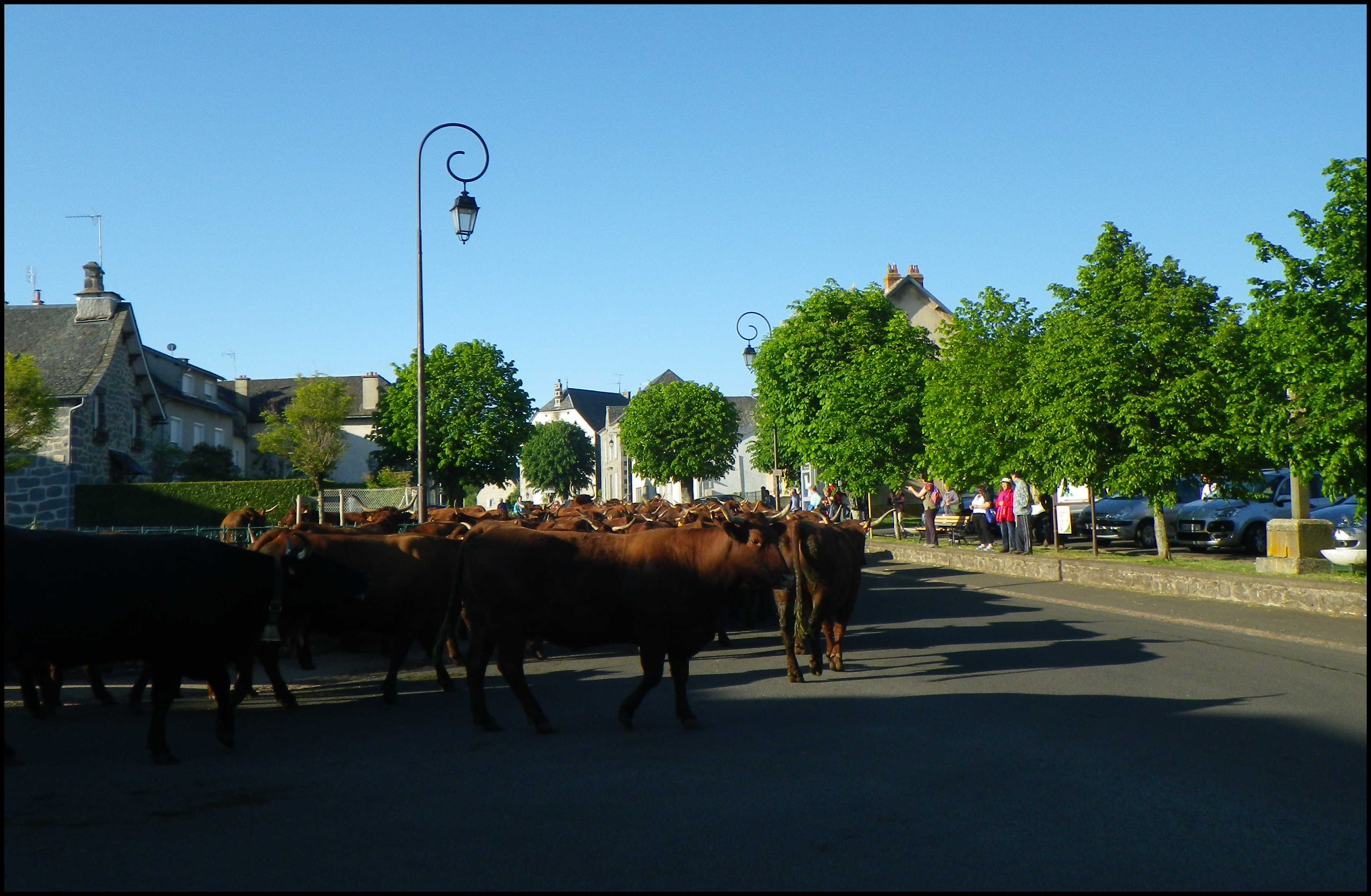 L'arrivée du troupeau au village
