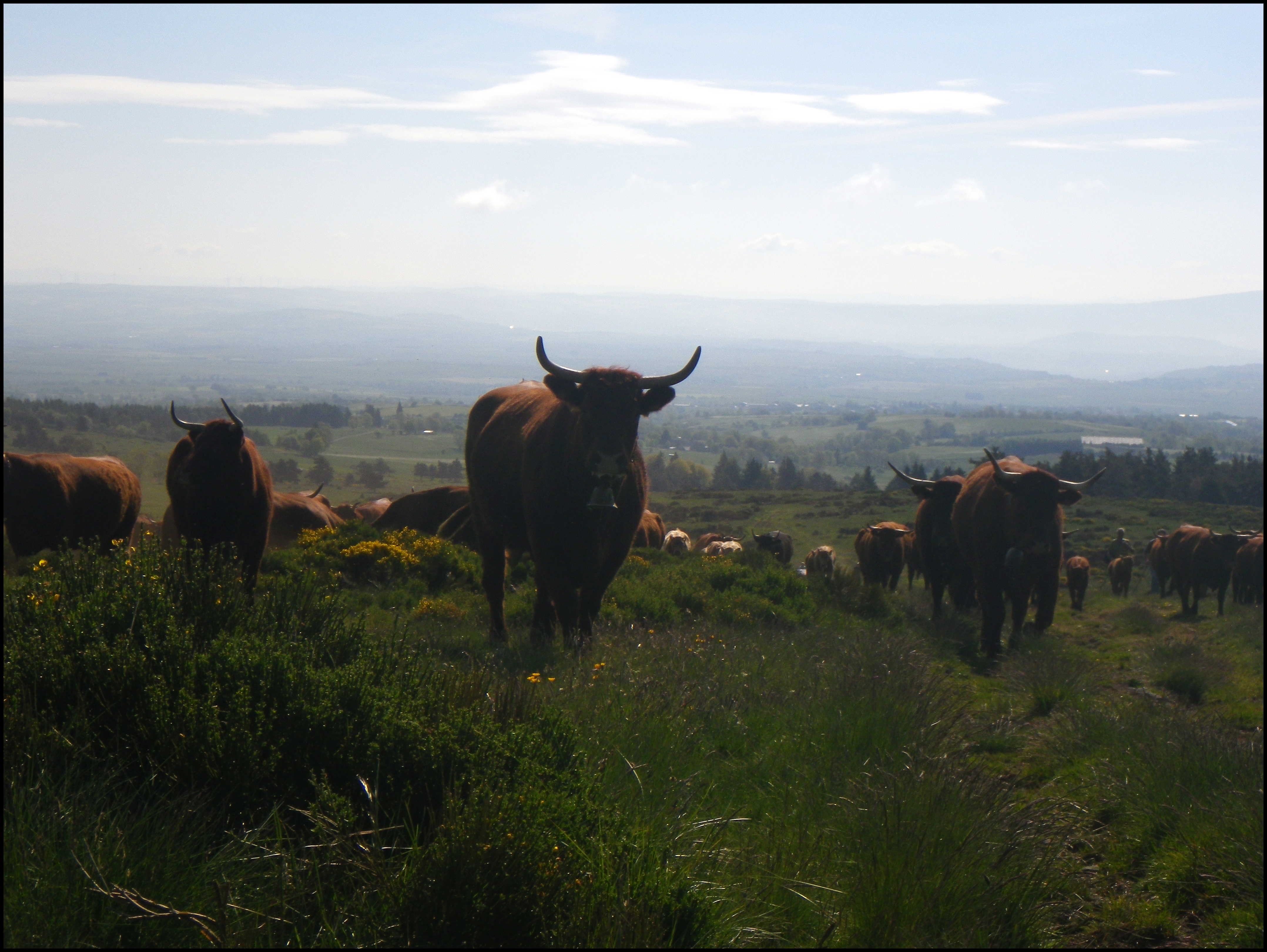 vaches arrivant au sommet